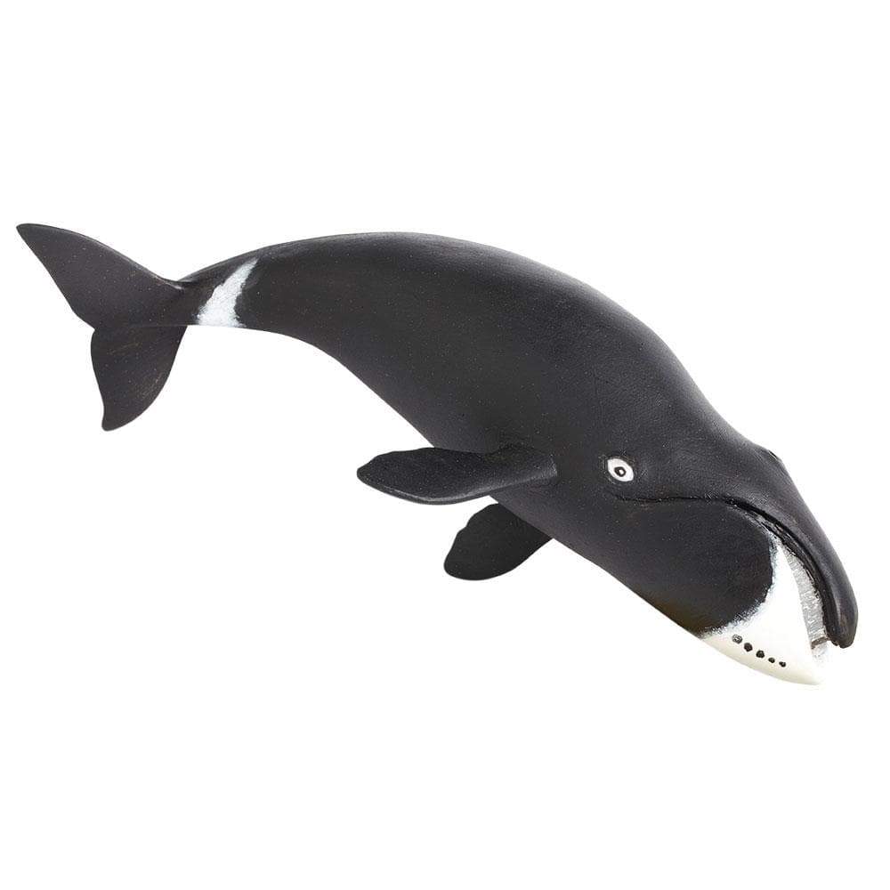 Bowhead Whale by Safari Ltd - Timeless Toys