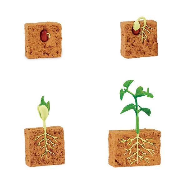 Life Cycle of a Green Bean Plant by Safari Ltd - Timeless Toys