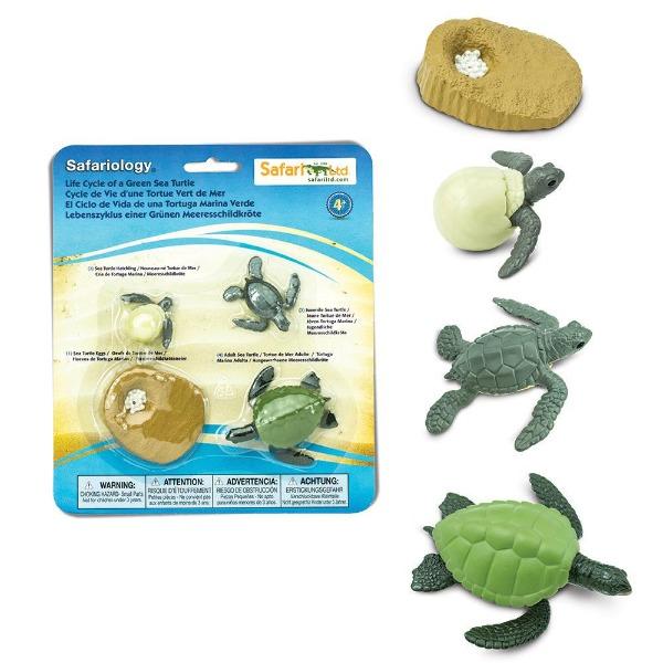 Life Cycle of a Green Sea Turtle - Timeless Toys